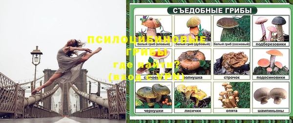 прущие грибы Абинск